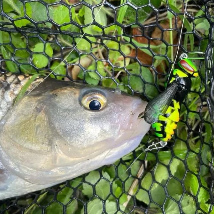 🔥Last Day 49% OFF - 🐝 Bionic Wasp Crawl Bait - Topwater Micro Fishing Lure with Acoustic Noise Steel Balls for Bass & Pike Professional Anglers